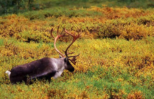 reindeer-denali-national-park